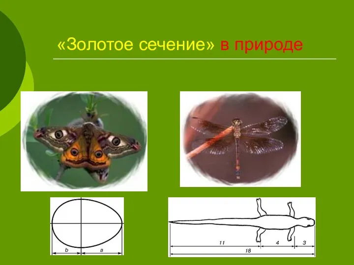 «Золотое сечение» в природе