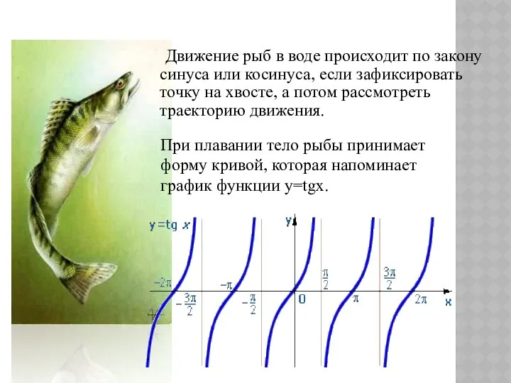 Движение рыб в воде происходит по закону синуса или косинуса, если