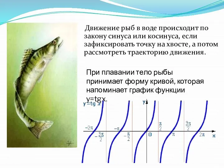 Движение рыб в воде происходит по закону синуса или косинуса, если