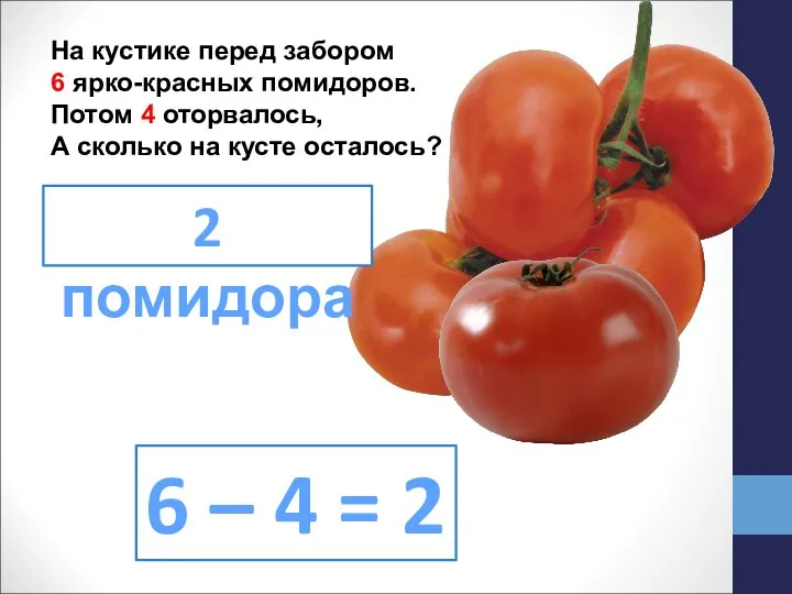 На кустике перед забором 6 ярко-красных помидоров. Потом 4 оторвалось, А