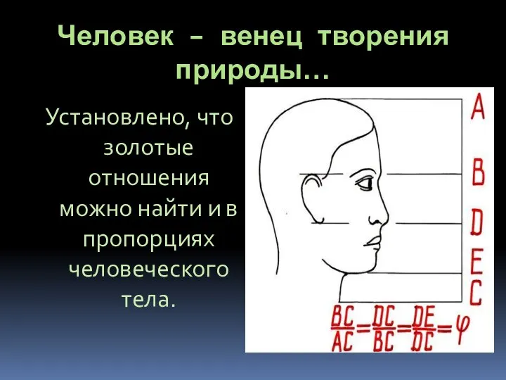 Человек – венец творения природы… Установлено, что золотые отношения можно найти и в пропорциях человеческого тела.