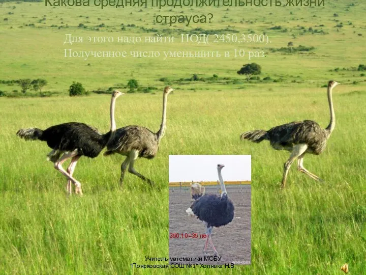 Какова средняя продолжительность жизни страуса? Для этого надо найти НОД( 2450,3500).