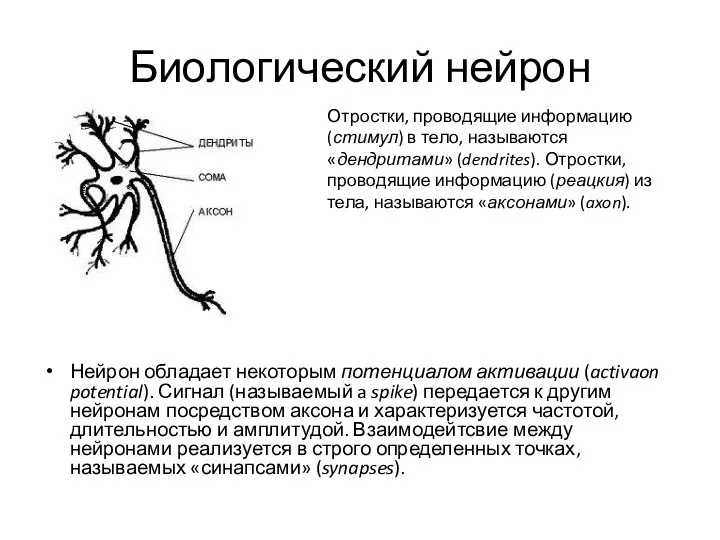 Биологический нейрон Нейрон обладает некоторым потенциалом активации (activaon potential). Сигнал (называемый