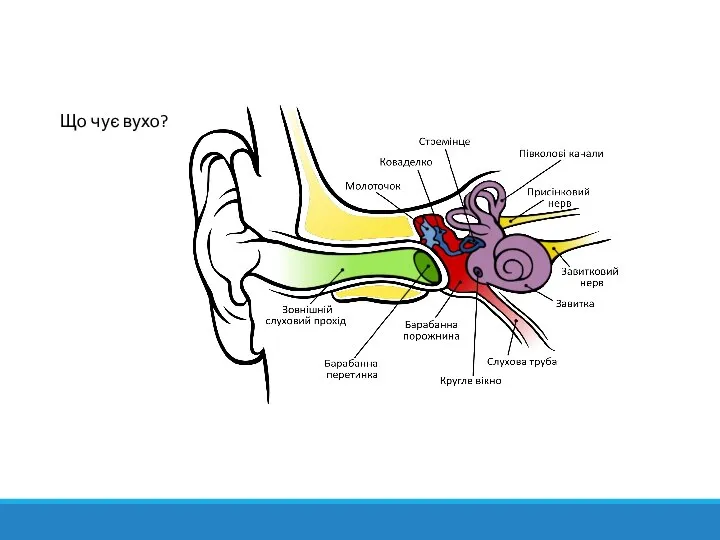 Що чує вухо?