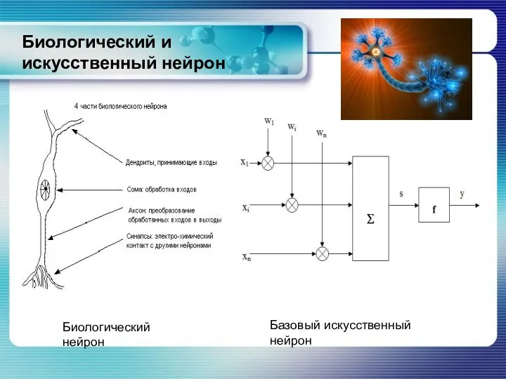 Биологический и искусственный нейрон Биологический нейрон Базовый искусственный нейрон