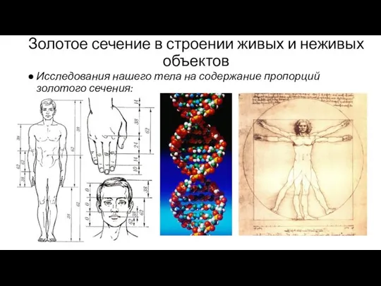 Золотое сечение в строении живых и неживых объектов Исследования нашего тела на содержание пропорций золотого сечения: