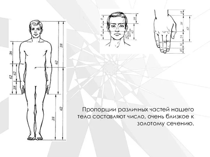 Пропорции различных частей нашего тела составляют число, очень близкое к золотому сечению.