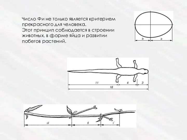 Число Фи не только является критерием прекрасного для человека. Этот принцип