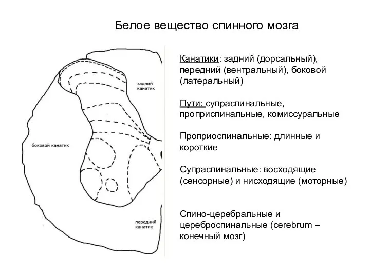 Канатики: задний (дорсальный), передний (вентральный), боковой (латеральный) Пути: супраспинальные, проприспинальные, комиссуральные