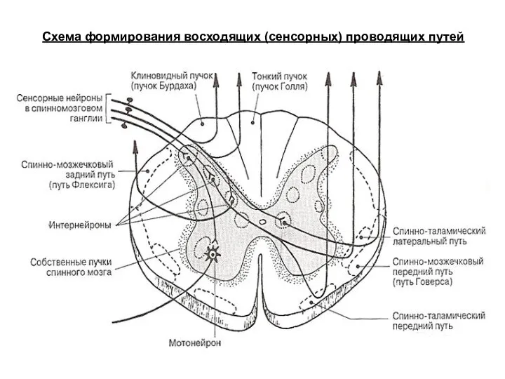 Схема формирования восходящих (сенсорных) проводящих путей