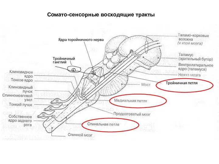 Сомато-сенсорные восходящие тракты