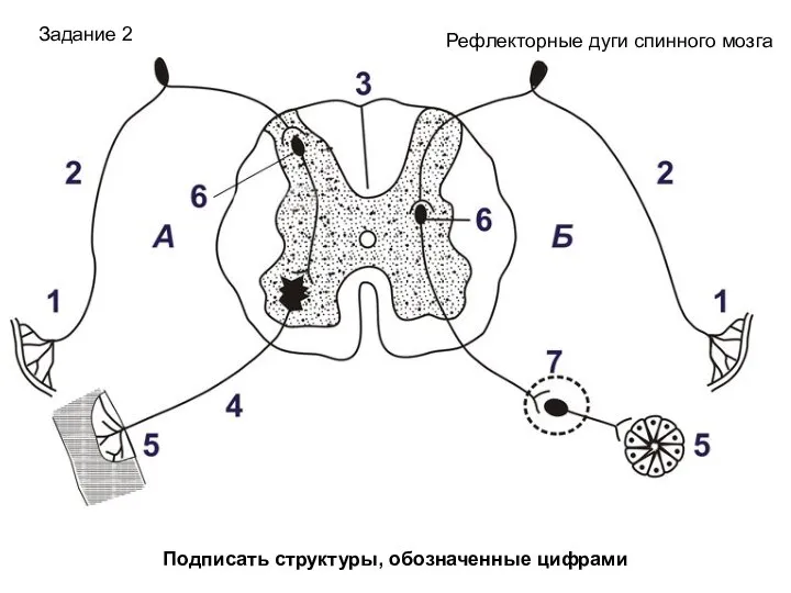 Подписать структуры, обозначенные цифрами Задание 2 Рефлекторные дуги спинного мозга