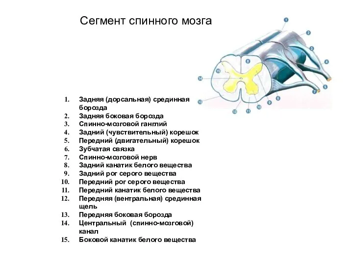 Задняя (дорсальная) срединная борозда Задняя боковая борозда Спинно-мозговой ганглий Задний (чувствительный)