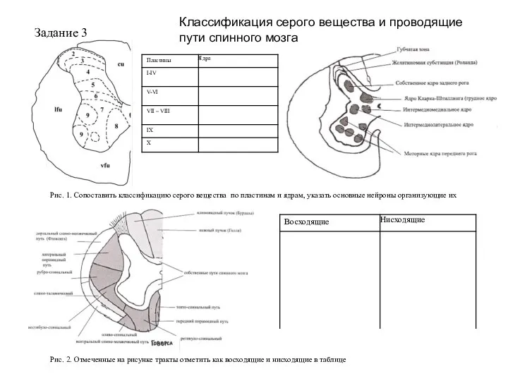 Задание 3 Рис. 1. Сопоставить классификацию серого вещества по пластинам и