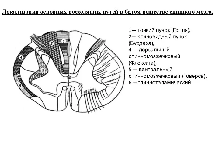 Локализация основных восходящих путей в белом веществе спинного мозга. 1— тонкий