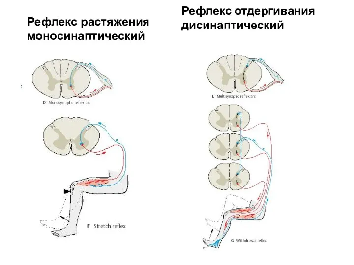 Рефлекс отдергивания дисинаптический Рефлекс растяжения моносинаптический