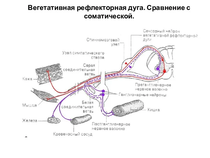 Вегетативная рефлекторная дуга. Сравнение с соматической.