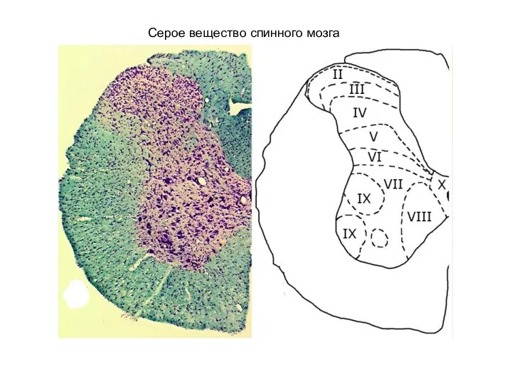 Серое вещество спинного мозга