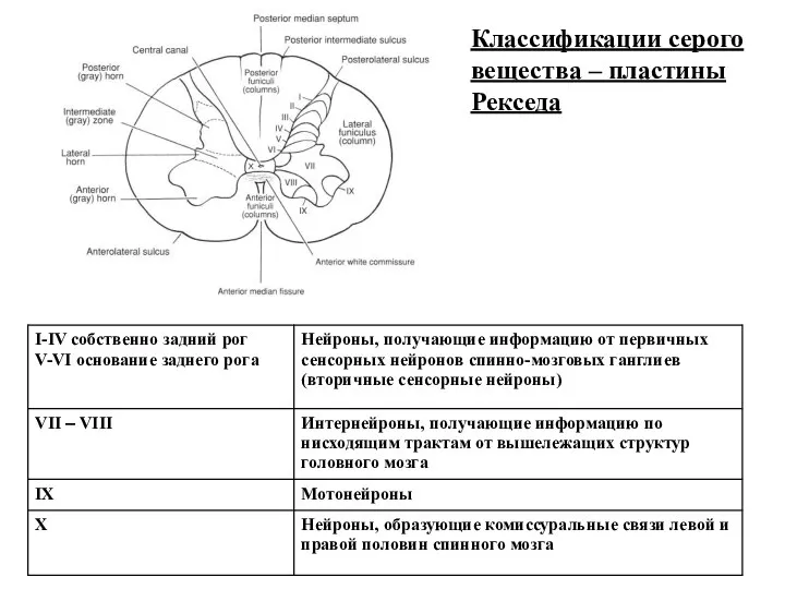 Классификации серого вещества – пластины Рекседа