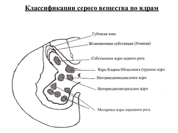 Классификации серого вещества по ядрам