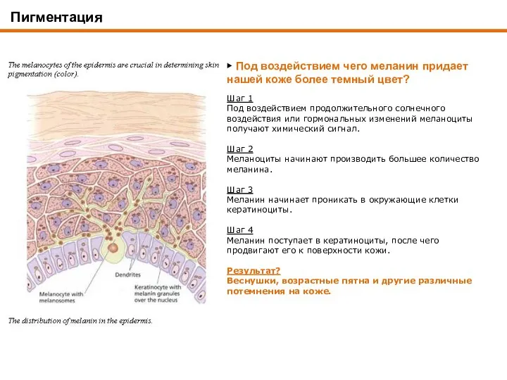 ▶ Под воздействием чего меланин придает нашей коже более темный цвет?