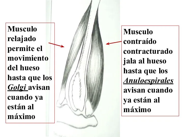 Musculo relajado permite el movimiento del hueso hasta que los Golgi