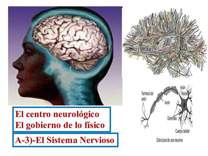 El centro neurológico El gobierno de lo físico A-3)-El Sistema Nervioso