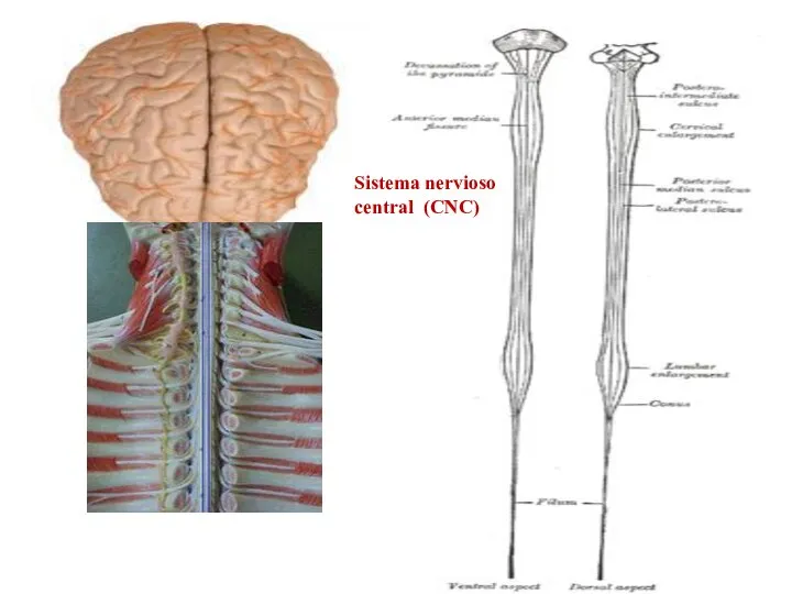 Sistema nervioso central (CNC)