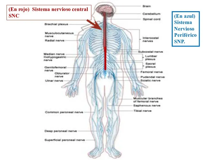 (En rojo) Sistema nervioso central SNC (En azul) Sistema Nervioso Periférico SNP.