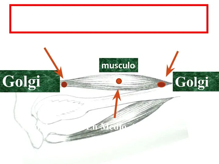 Propioceptores 2 Golgi En Tendones (estiramientos) musculo Golgi Golgi 1 Anuloespiral En Medio (contracciones)