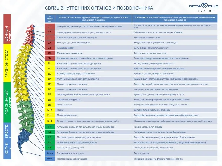 СВЯЗЬ ВНУТРЕННИХ ОРГАНОВ И ПОЗВОНОЧНИКА ШЕЙНЫЙ ОТДЕЛ ГРУДНОЙ ОТДЕЛ КРЕСТЕЦ ПОЯСНИЧНЫЙ ОТДЕЛ КОПЧИК