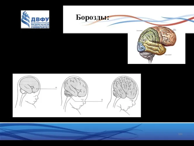 Борозды: первичные (постоянные) вторичные (более глубокие не у каждого) третичные (вариабельность)