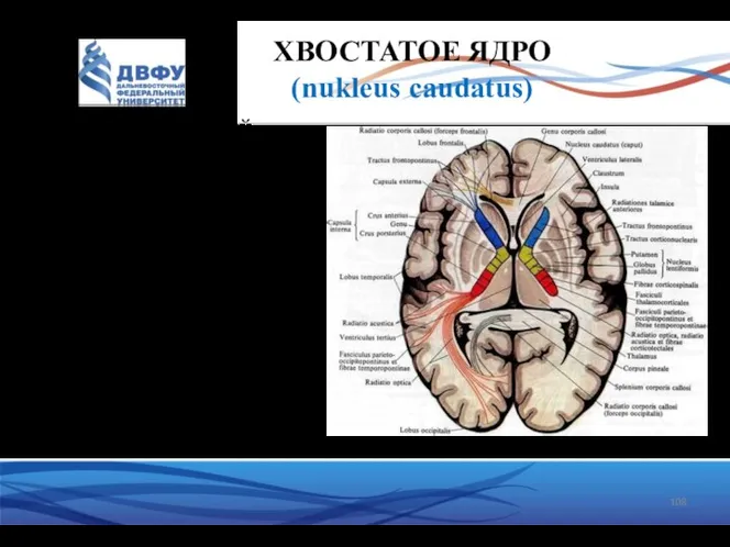 ХВОСТАТОЕ ЯДРО (nukleus caudatus) лежит вперед головкой, которая образует наружную стенку