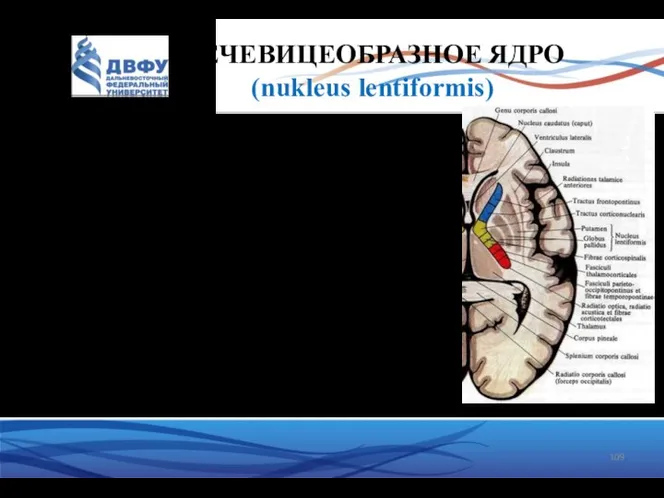 ЧЕЧЕВИЦЕОБРАЗНОЕ ЯДРО (nukleus lentiformis) По форме сходно с чечевичным зерном. Оно