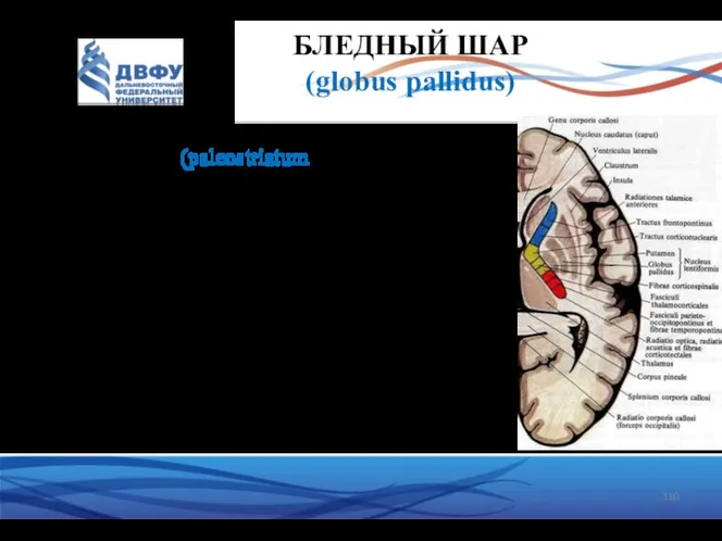 БЛЕДНЫЙ ШАР (globus pallidus) Является филогенетически более старым образованием (paleostriatum). Своим