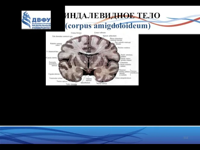 МИНДАЛЕВИДНОЕ ТЕЛО (corpus amigdoloideum) Располагается в толще височного полюса. Это большая