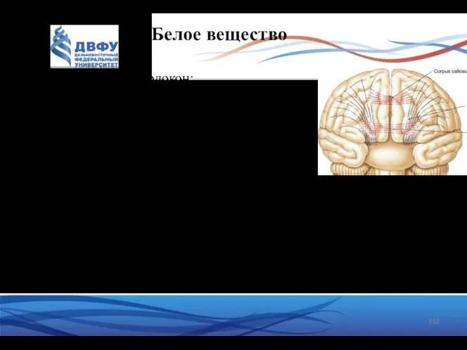 Белое вещество Выделяют три вида волокон: проекционные – соединяют кору полушарий