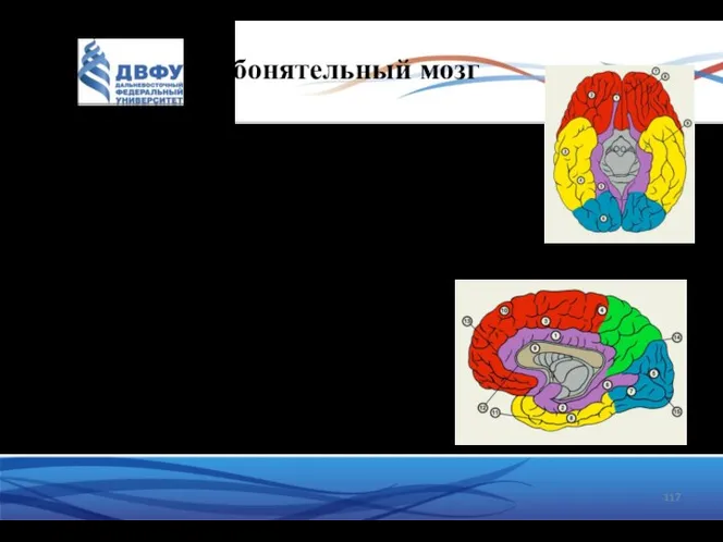 Обонятельный мозг Функции: корковый центр обонятельного анализатора входит в лимбическую систему