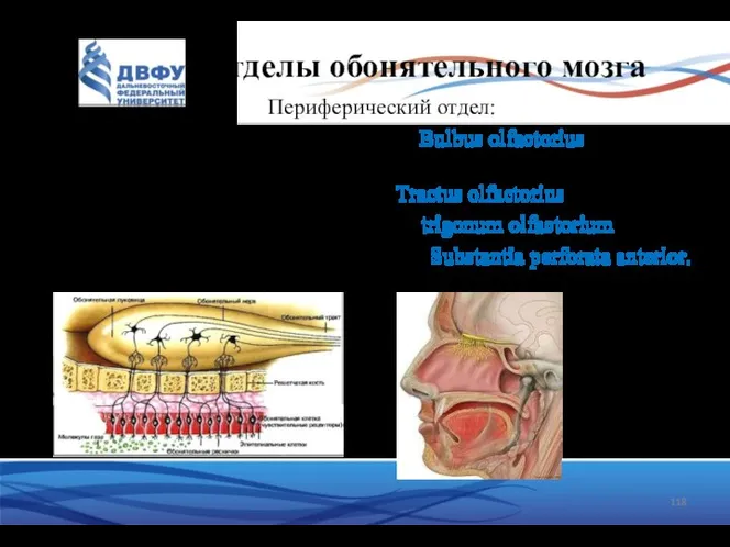 Отделы обонятельного мозга Периферический отдел: обонятельная луковица, Bulbus olfactorius (к ней