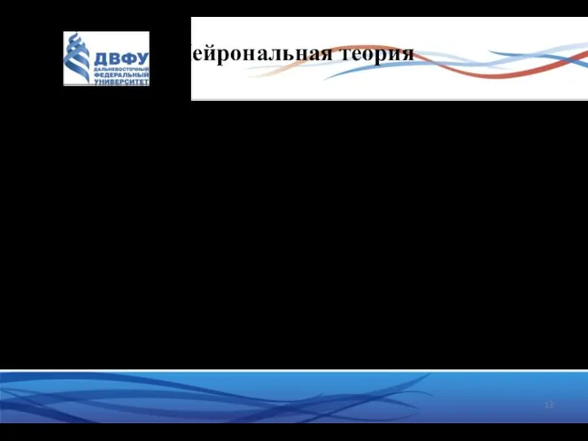 Нейрональная теория Вся функционирующая нервная ткань построена только из нейронов, т.