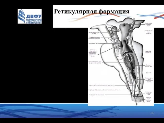 Ретикулярная формация Совокупность образований головного мозга, имеющим представительство в СМ. Действует