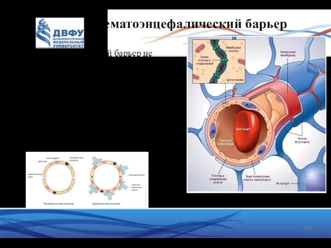 Гематоэнцефалический барьер Гематоэнцефалический барьер не пропускает крупные молекулы (включая многие медикаменты)