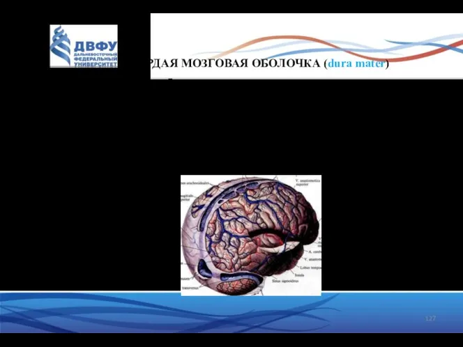 ТВЕРДАЯ МОЗГОВАЯ ОБОЛОЧКА (dura mater) C костями крыши черепа оболочка связана