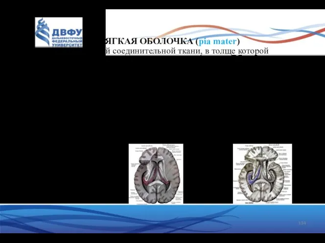 МЯГКАЯ ОБОЛОЧКА (pia mater) состоит из рыхлой соединительной ткани, в толще