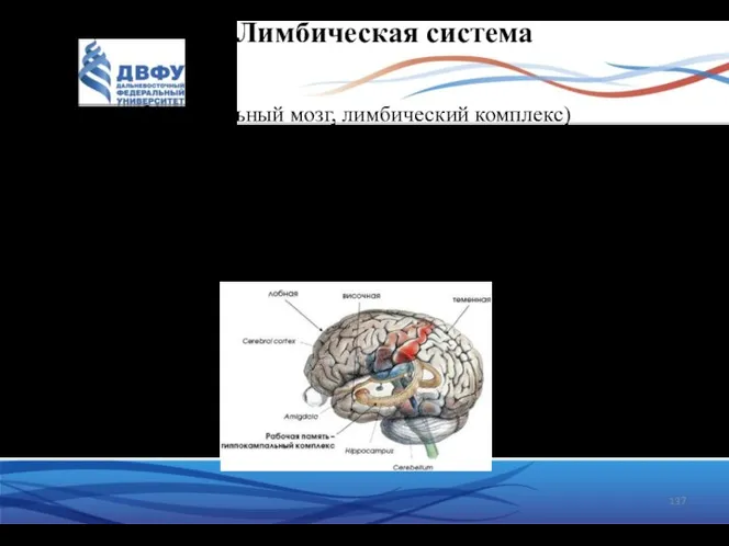 Лимбическая система (висцеральный мозг, лимбический комплекс) комплекс структур конечного, промежуточного и