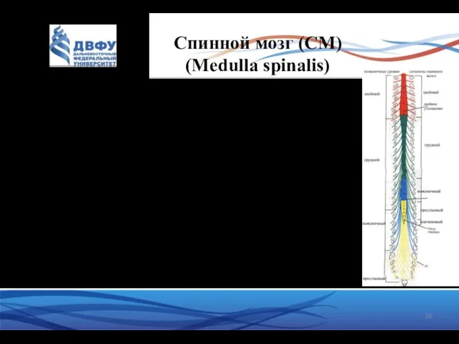 Спинной мозг (СМ) (Medulla spinalis) Залегает в позвоночном канале от верхнего