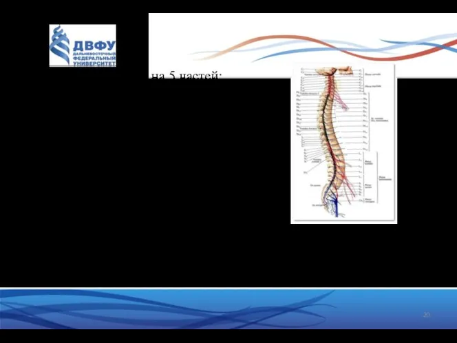 Спинной мозг делят на 5 частей: шейную (pars cervicalis), грудную (pars