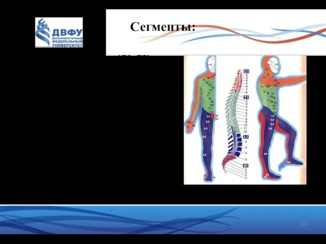 Сегменты: Шейные - 8 сегментов (С1-С8), грудные -12 (Тh1-Тh12), поясничные -5