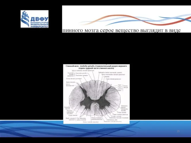 На поперечном срезе спинного мозга серое вещество выглядит в виде бабочки