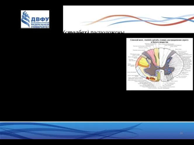 В передних рогах (столбах) расположены тела наиболее крупных нейронов спинного мозга